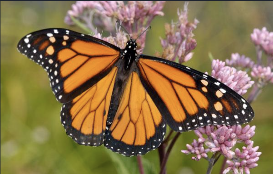 Monarch butterfly. (Photo courtesy of Monarch Butterfly and Pollinators Conservation Fund.)
